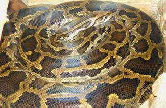 Yhdysvalloissa python sallittiin pizzaan