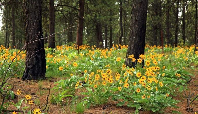 Yhdysvallat aikoo lannoittaa maan ihmisen jäänteillä