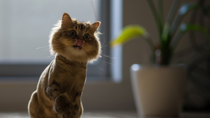 Ilmestyi Yhdysvaltoihin