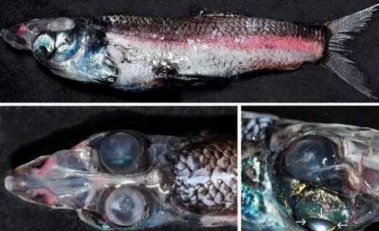 Tasmanmerestä pyydetyt nelisilmäiset kalat