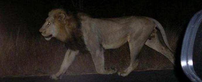 Tbilisissä leijonat ja krokotiilit kulkevat kaduilla