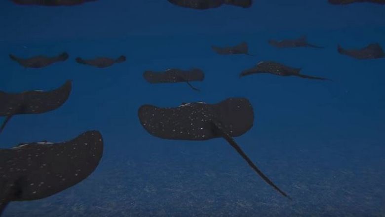 Turkki aikoo perustaa vedenalaisia ​​kaivoksia pistokuvien muodossa