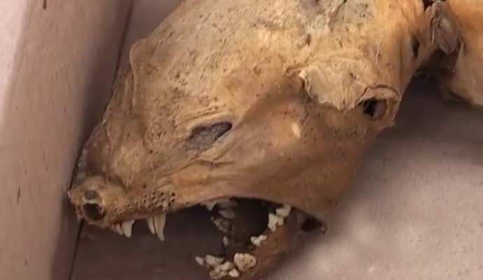 Ukrainassa löytyi chupacabra