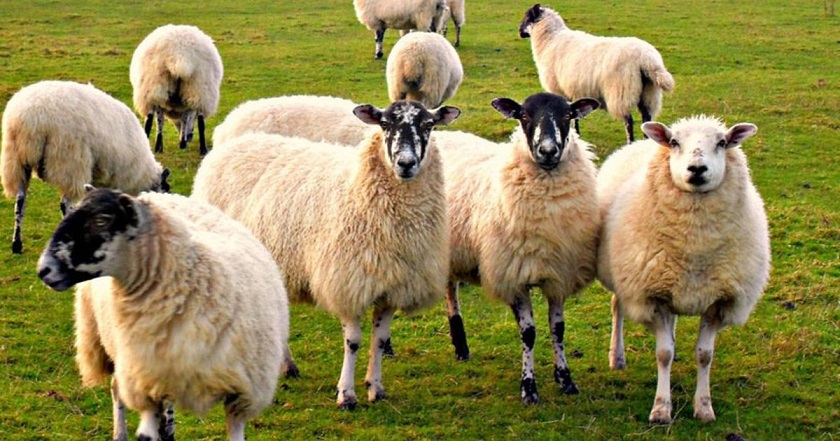 Ukrainassa tuntematon saalistaja hyökkää lampaita vastaan