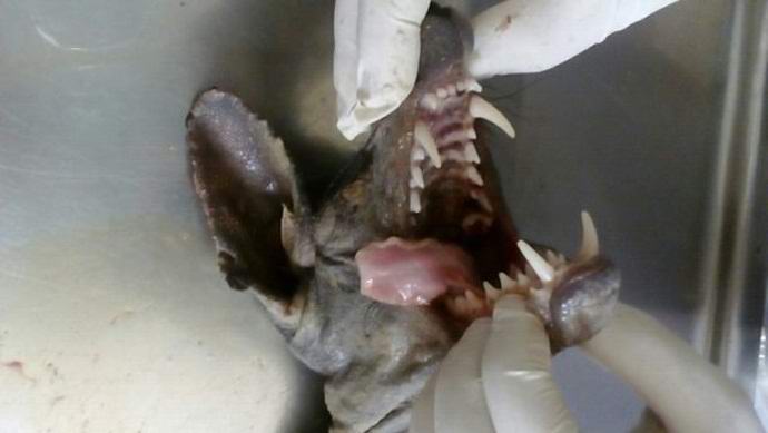 Toinen chupacabra tapettiin Ukrainassa