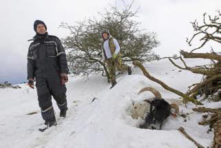 Isossa-Britanniassa huono sää tappoi tuhansia eläimiä. Video