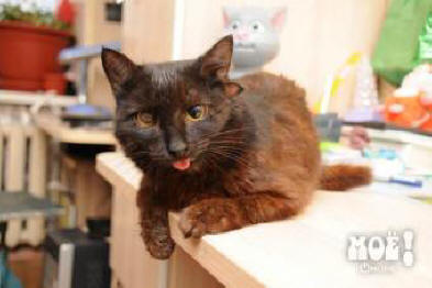 Kolmekorvainen kissa asuu Voronežissa