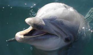 Delfiinien kielellä löytyvät oikeat nimet