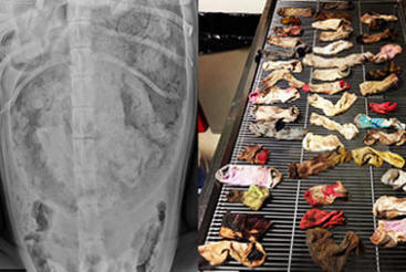 Eläinlääkärit saivat 43 sukkaa koiran vatsasta