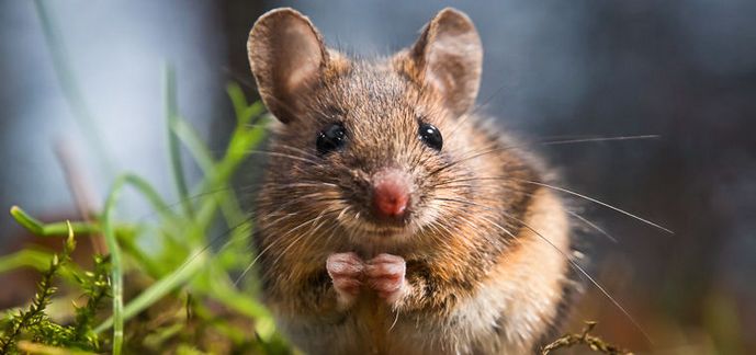 Oletko kuullut hiirien laulavan?
