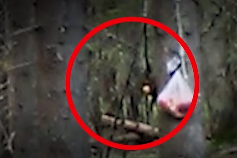 Videoloukku Komin tiheässä metsässä