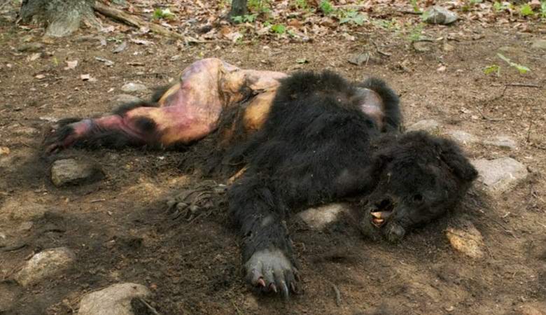 Videot lumiukon jäännöksistä sekoittivat Internetiä