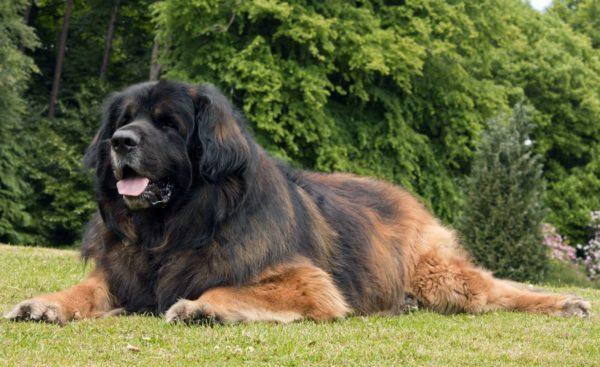 Miksi iso koira haaveilee 