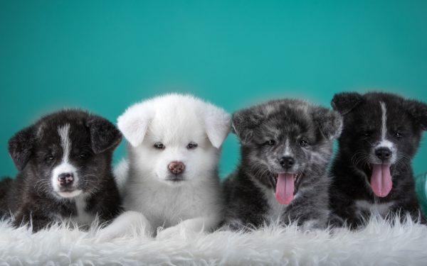 Miksi monet pennut unelmoivat 