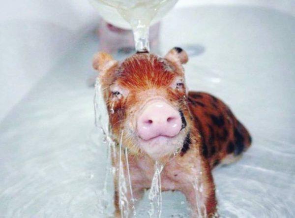 miksi porsaat haaveilevat pienistä ja puhtaista 