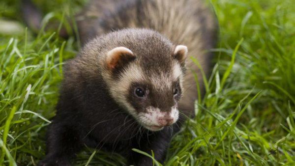 Miksi fretti unelmoi 