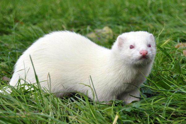 Miksi fretti unelmoi 