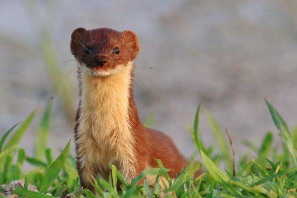 Miksi fretti unelmoi 