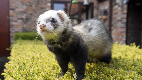 Miksi fretti unelmoi 