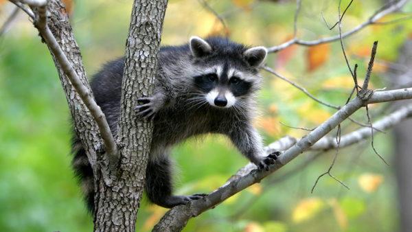  Miksi eläimet unelmoivat 