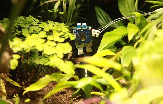 Tutkijoiden kasvatettu saniainen tuottaa sähköä ja ottaa selfiejä.