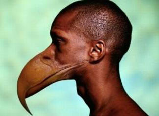 Hampaiden sijasta ihmisillä on nokka.