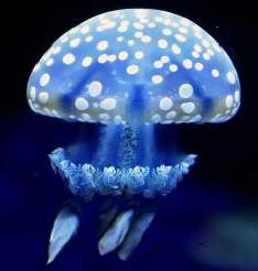 Varoitus: meduusat ovat tulossa!