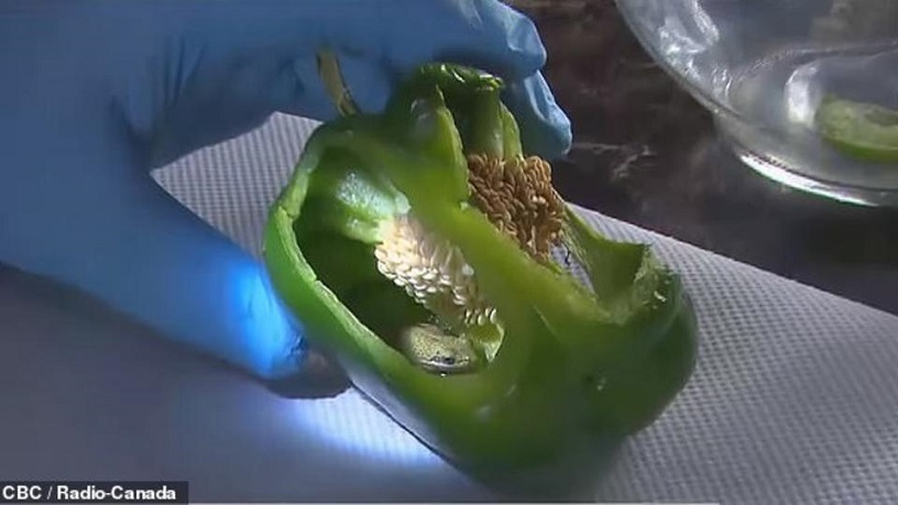 Paprikan sisältä löytyi elävä sammakko