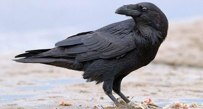 Raven yllätti tutkijat tiedolla Archimedesin laista