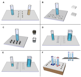 Korvien tehtävät. Kuva: Sarah Jelbert / CC-BY