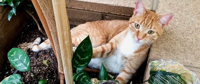 Tuhlaajalaisten paluu ... Kissa