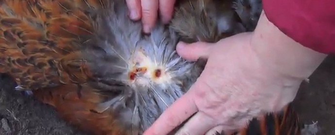 Chupacabran paluu: Uudet uhrit Voronežin alueella