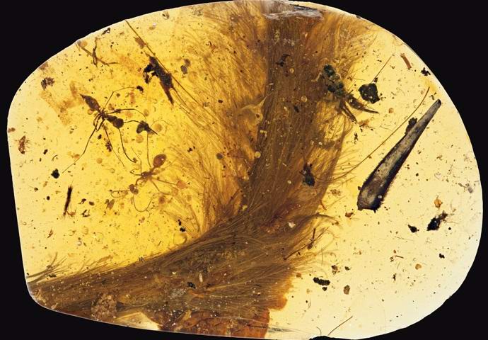 Keltainen ja dinosaurushäntä ensin löydetty