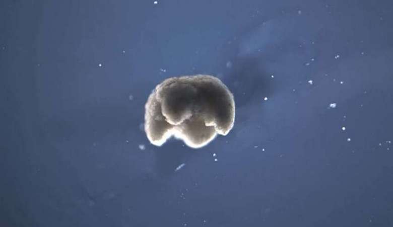 Maailman ensimmäiset elävät robotit luotu