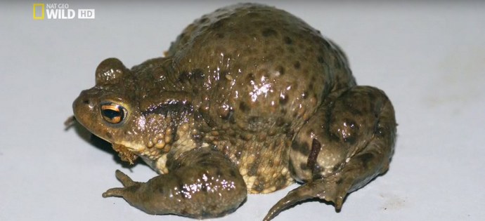 Räjähtävät rupikonna