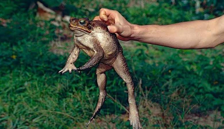 Myrkylliset rupikonna, joka kykenee saavuttamaan valtavan koon, tulvi Floridaa