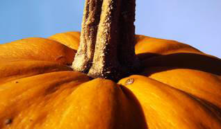 Japanilainen viljelijä on kasvatanut puolet tonnin kurpitsaa