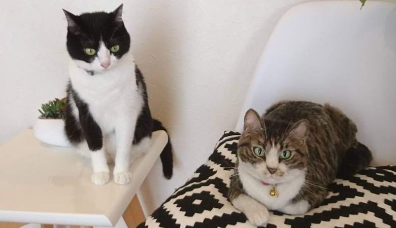 Japanilainen taiteilija luo uskomattomia superrealistisia eläinleluja