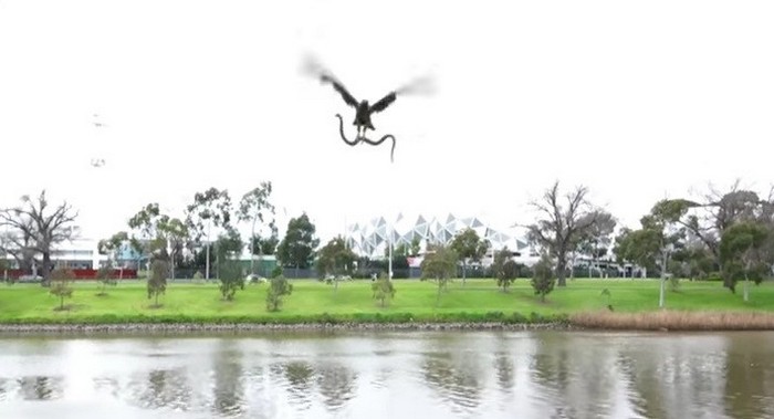 Haukka heittää käärmeen turisteille