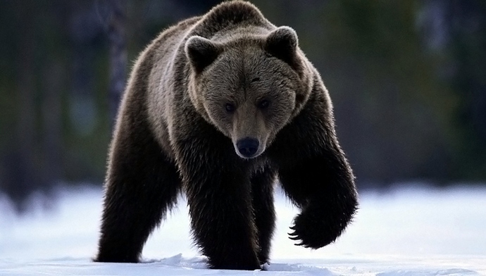 Miksi karhut uhraavat haudat?