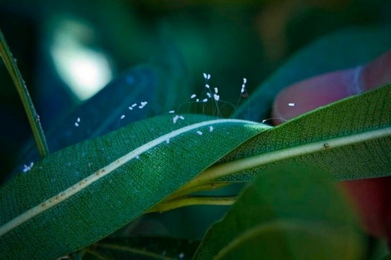 Udumbaran mystiset kukat ovat kukkivat - globaalien muutosten aika on tulossa