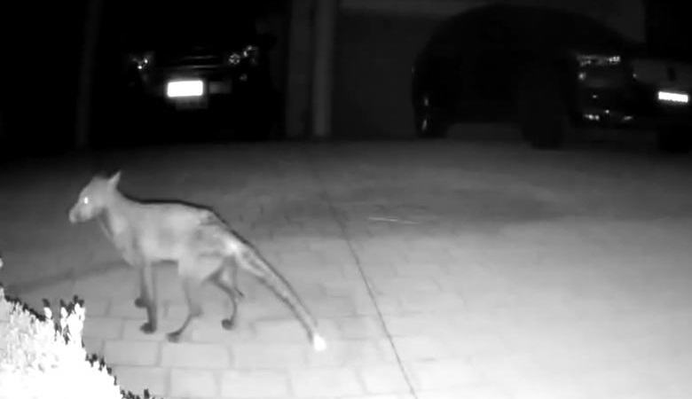 Salaperäinen olento pääsi valvontakameraan