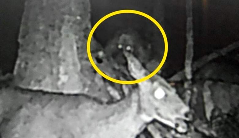 Salaperäinen oletus, jolla on valoisat silmät, putosi kameraan metsässä