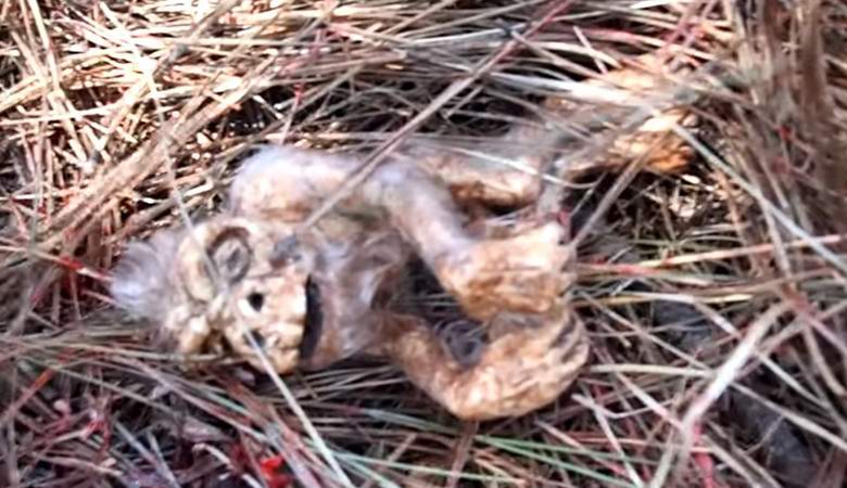 Lumiukon alkio löydettiin metsästä