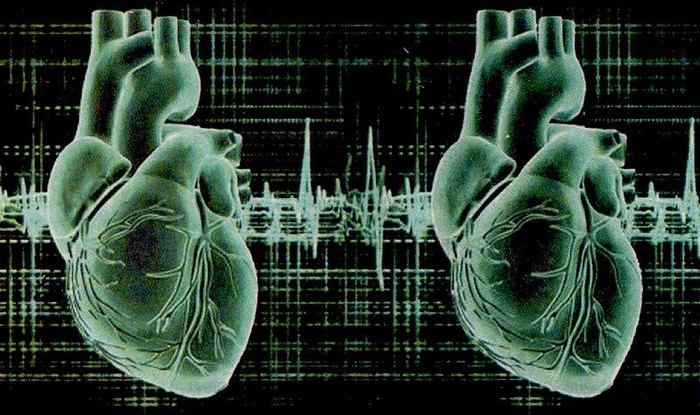 Uuden rodun synty - kaksi sydäntä