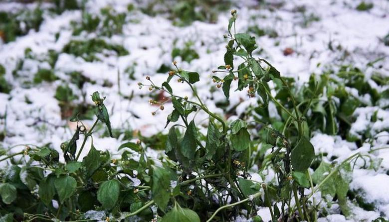 Maapallolla pienen jääkauden kynnyksellä?