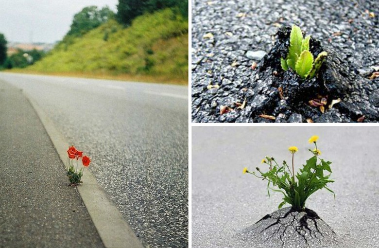 Jano elämästä, luonnon suuren voiman osoituksena