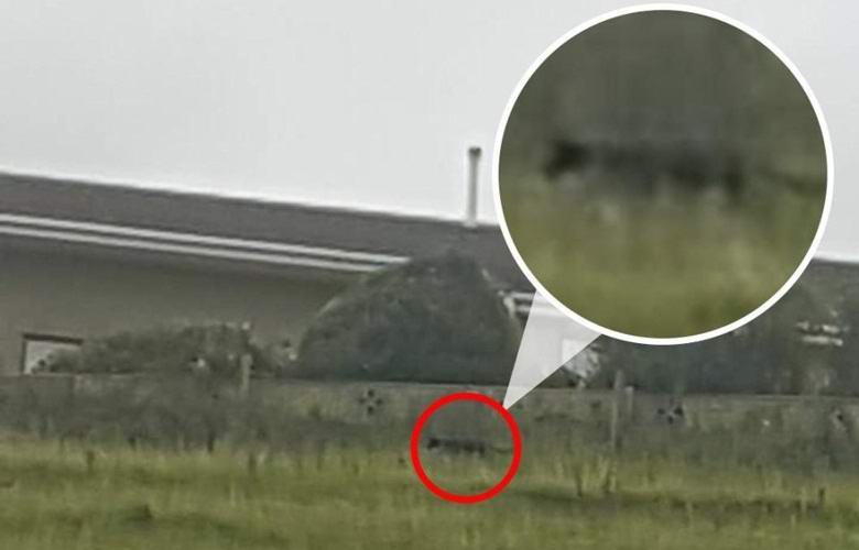 Nainen kuvasi myyttistä Cumbrian petoa kolme kertaa