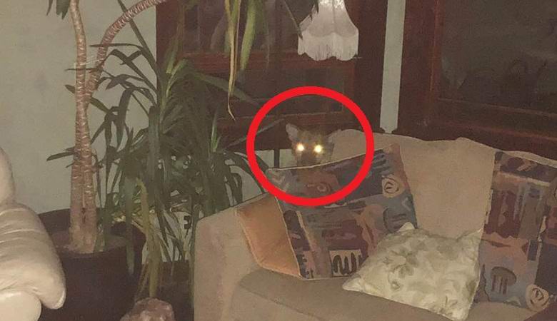 Nainen väitti, että ajautti telepaattisesti villin puurin talostaan