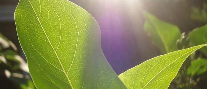 "Nestemäinen aurinko" - mikä se on?